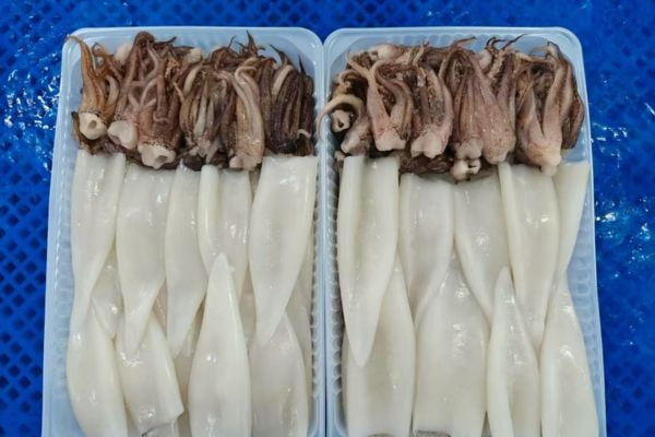 Frozen Squid Products